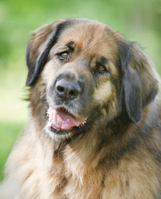 A dog is a "cradle to grave" commitment, says Dr. Marc Bekoff about his new book Canine Confidential. Picture shows a happy Leonberger
