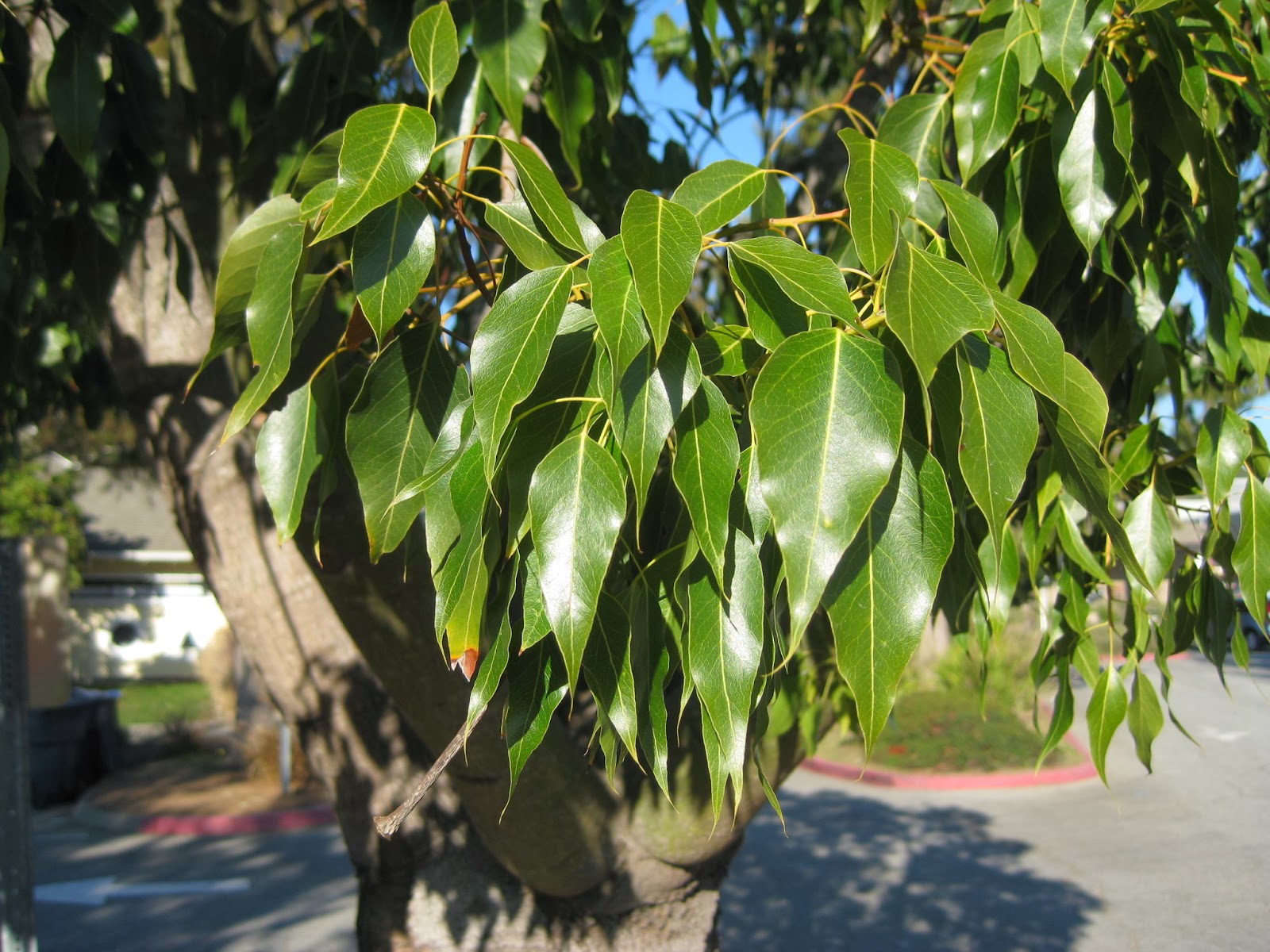 Trees of Santa Cruz County Brachychiton populneus Bottle Tree