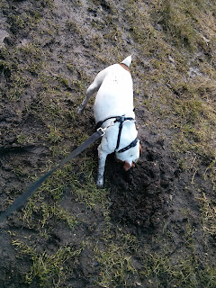 dog digging