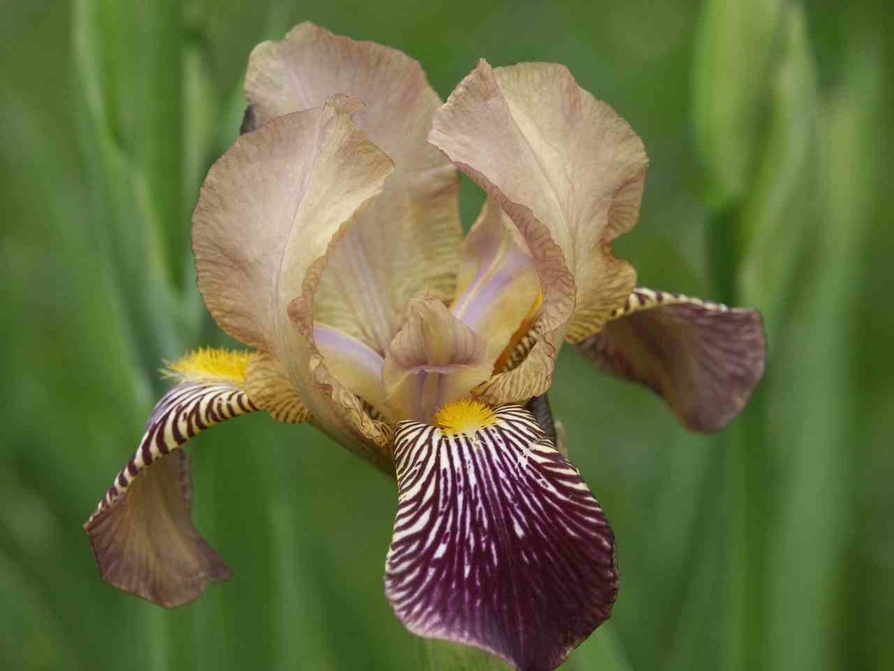 Trees Iris germanica German Iris Bearded Iris