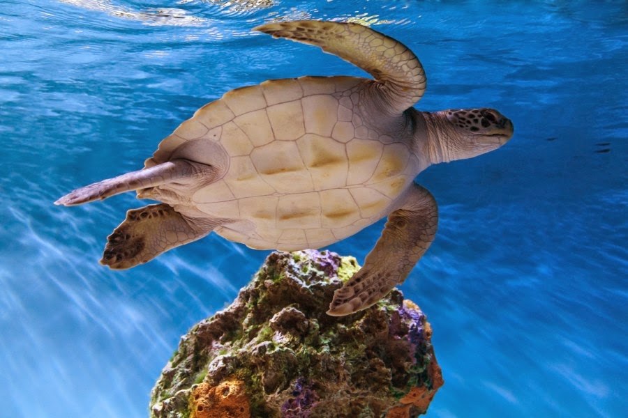 Astounding Pictures of Sea Turtles
