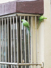 Resident pair of wild "Rose-ringed Parakeets"