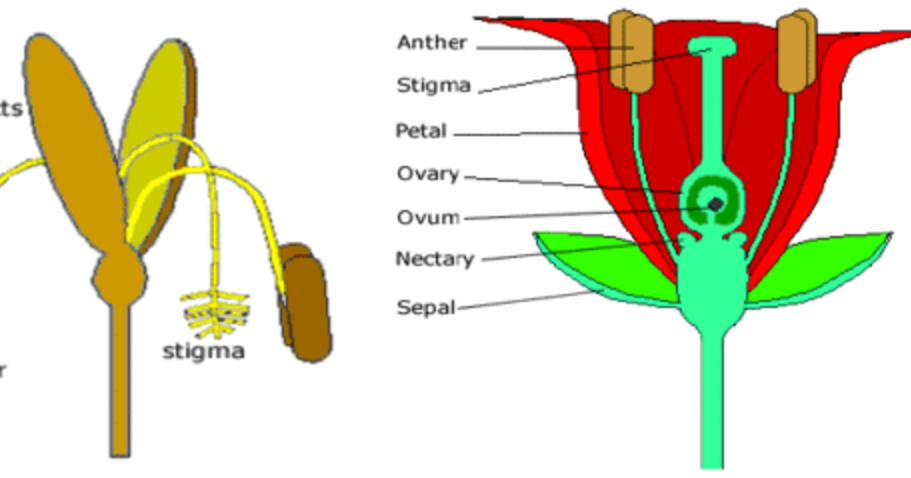 IGCSE Biology: 3.3 Describe the structures of an insect-pollinated and