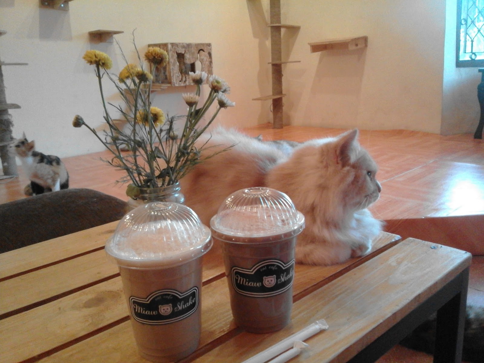 Cafe Kucing Di Yogyakarta