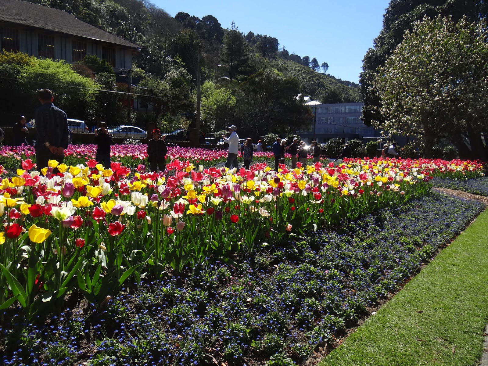 McVey Kiwi News Wellington Tulips Botanical Gardens