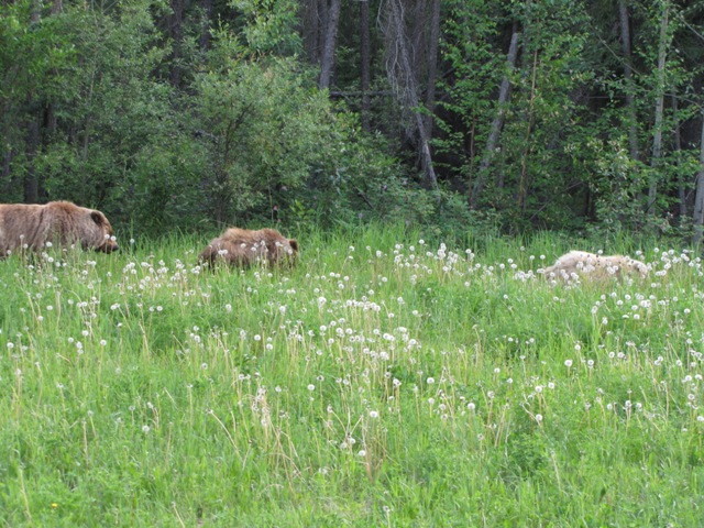 jeanzpix: British Columbia Animals 2012