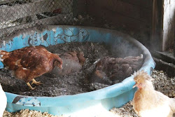 chicken natural lice chickens keeping way mites rid coop poop neem oil thought wood leigh litter deep