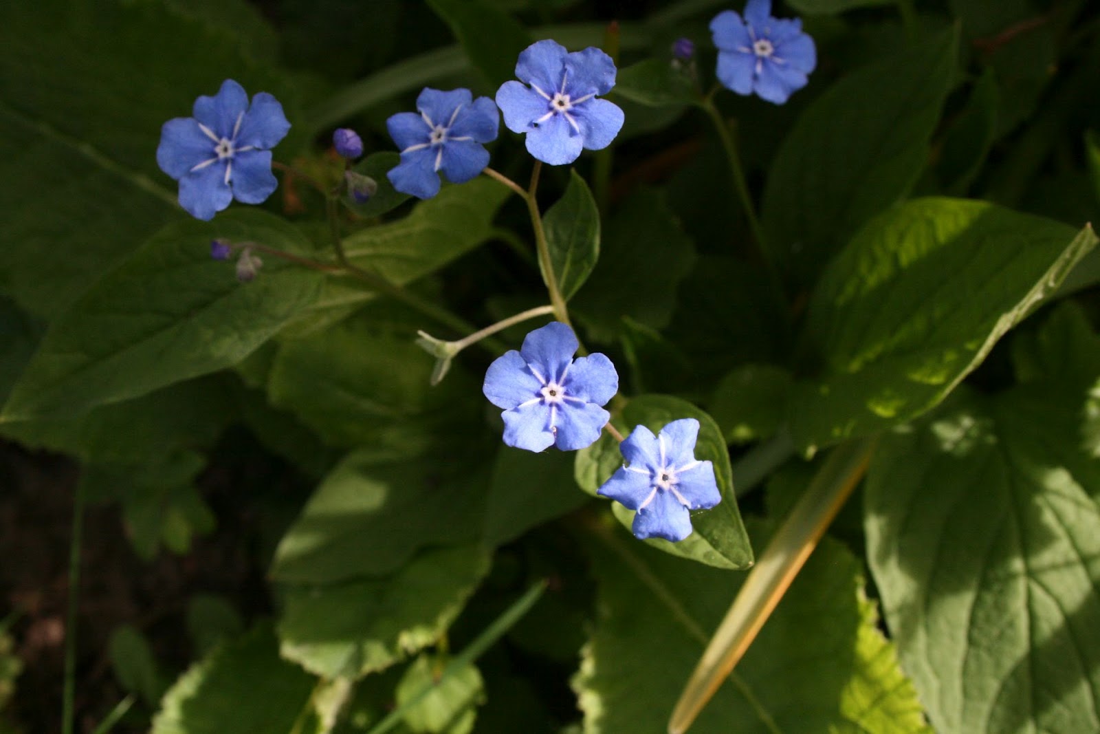 Nowhere Violets are not always blue