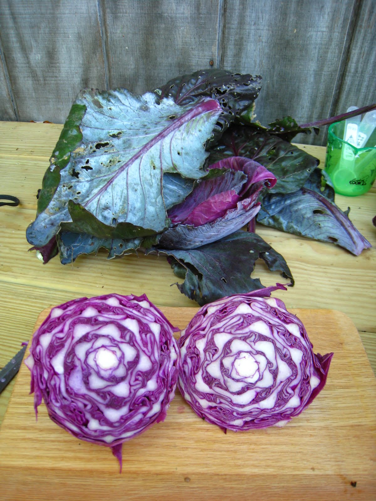Honeysuckle Cottage and Wisteria Studio Cotton Rag Pulp Dyed with Red Cabbage Part 2