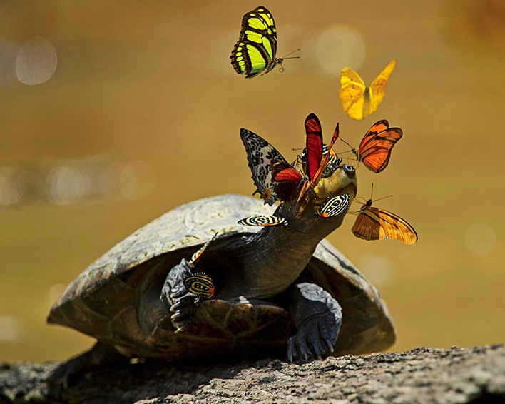 MK17 [DVMX ] Butterflies Drink Turtle Tears