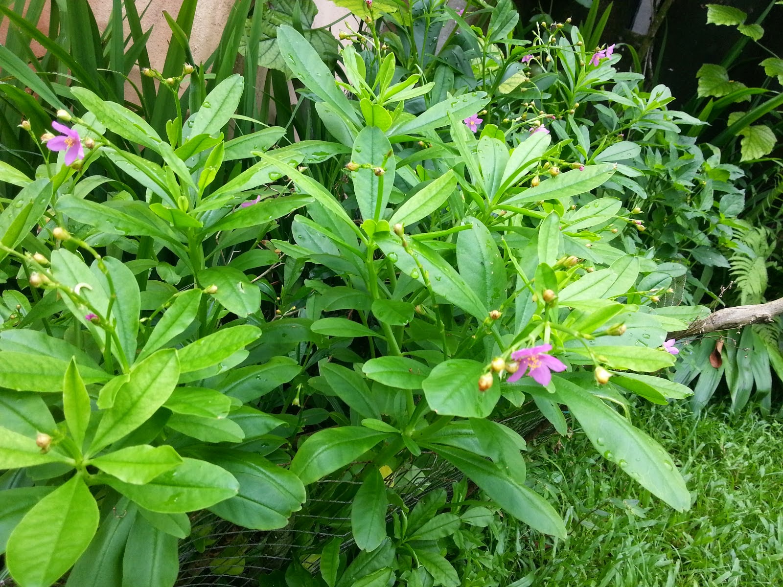 MANFAAT DAN KHASIAT DARI GINSENG JAWA ( SOM JAWA ) MANFAAT DAN KHASIAT DARI GINSENG JAWA ( SOM JAWA )