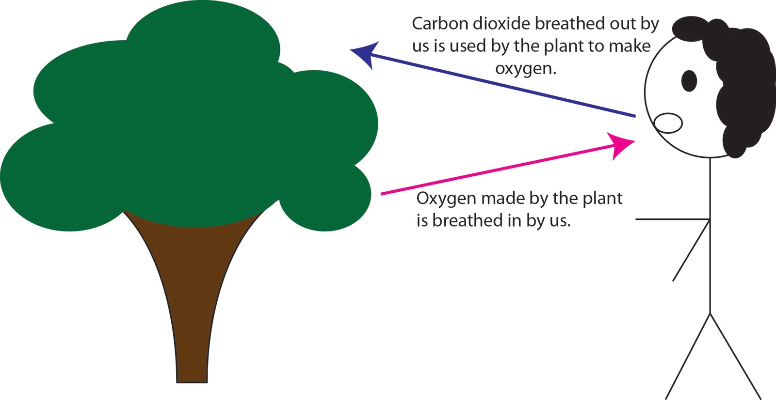 Use carbon dioxide. Oxygen Carbon dioxide. What produces Carbon dioxide. Plants and Oxygen. Breathe in Oxygen Breathe out Carbon dioxide.