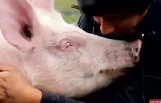 amore animale amore animale