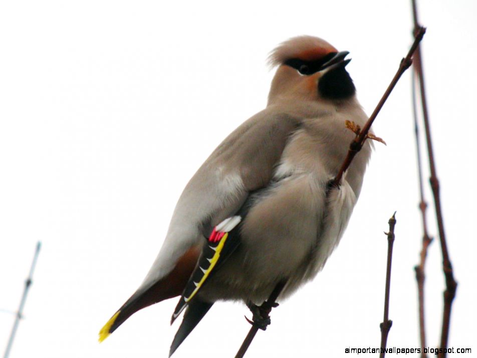 Bohemian Waxwing Bird
