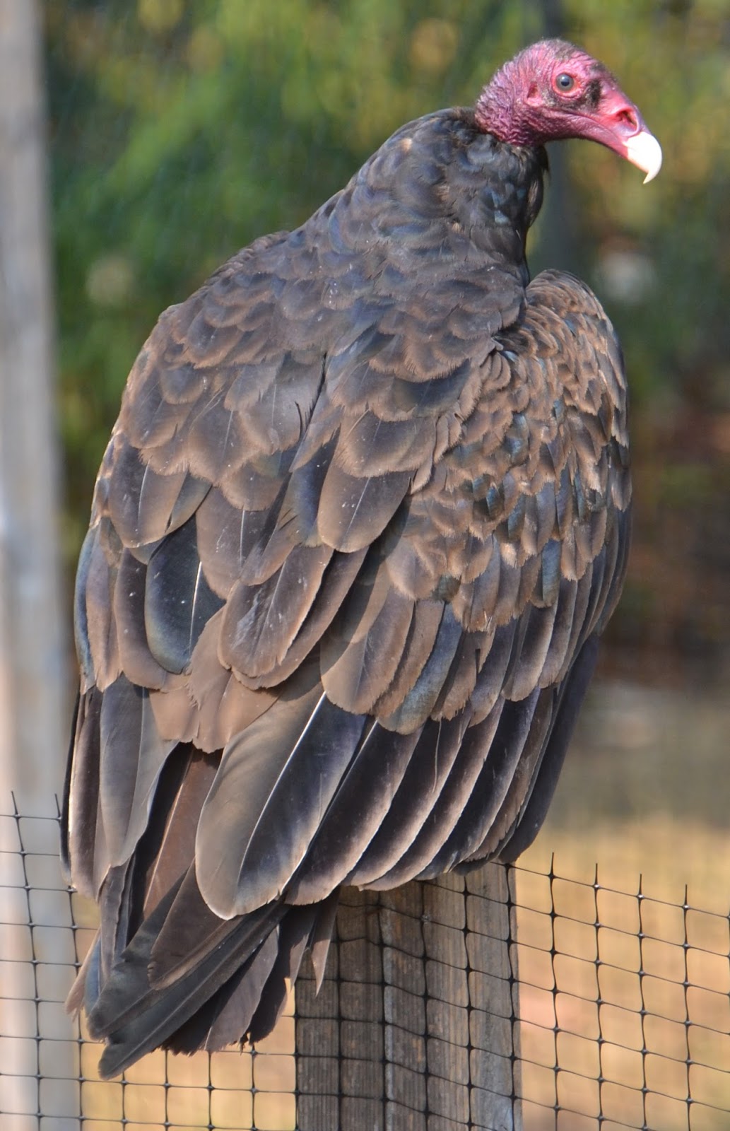 Bird of the Day: Turkey Vulture