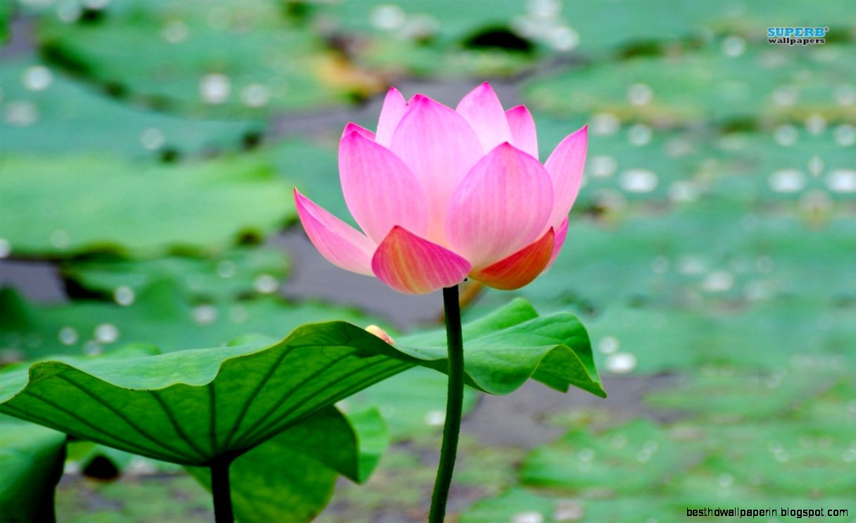 LOTUS FLOWER Image Galleries