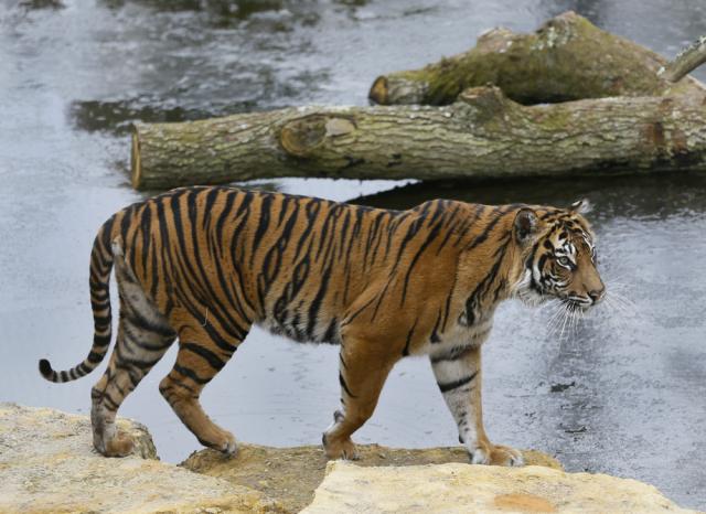 Tigre de Sumatra mata a hembra en zoológico de Londres