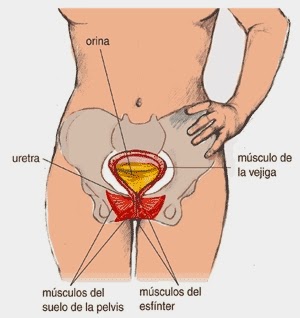 partes de la pelvis masculina y femenina