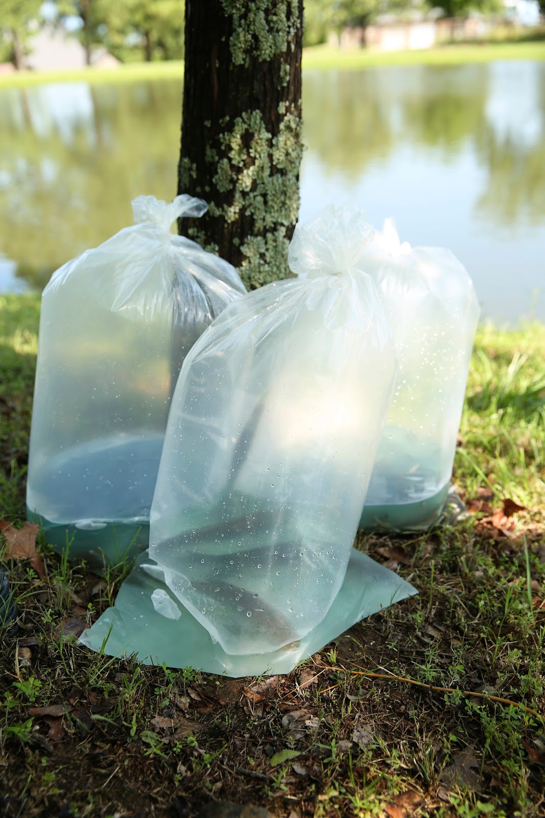 tiffanyjanephoto Pond Stocking 101