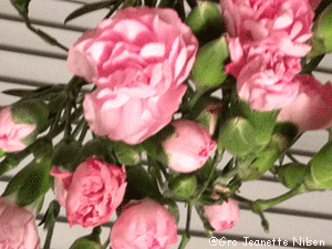 Rosa nabogleder! Rosa nabogleder!