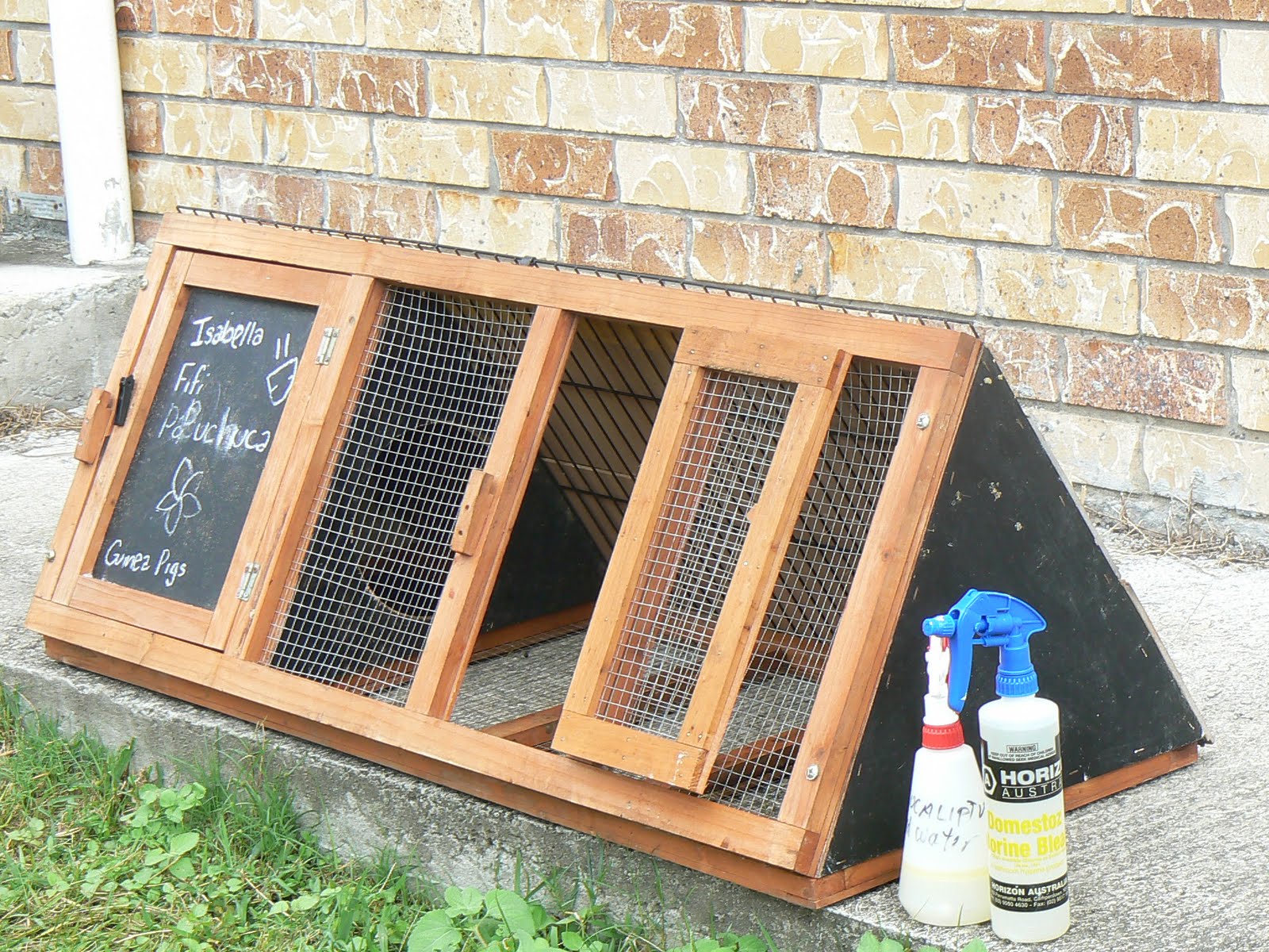 Guinea Pig Pet for Children