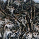 DOQ - PARENT STOCK PUYUH