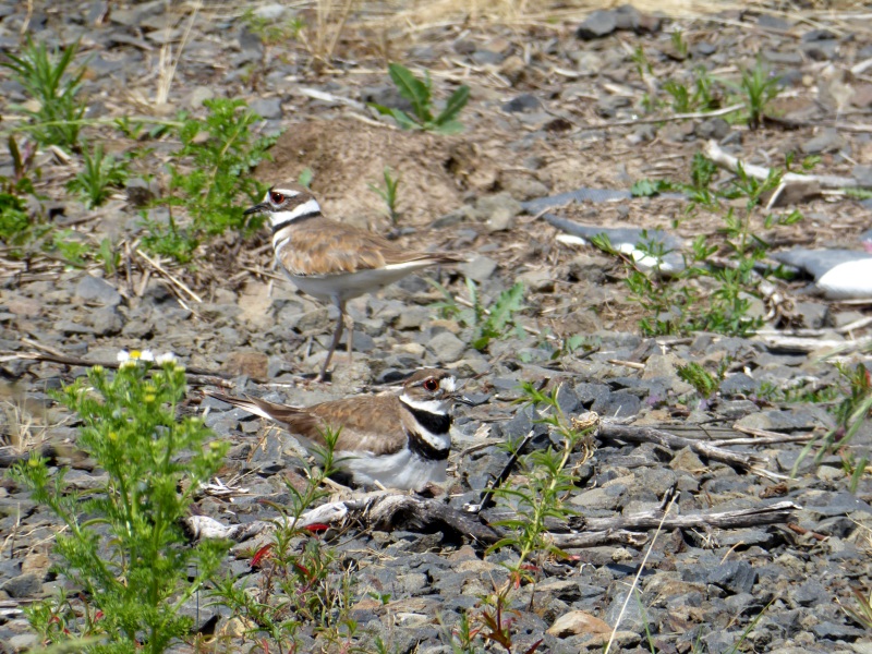 Rural Revolution Random pictures