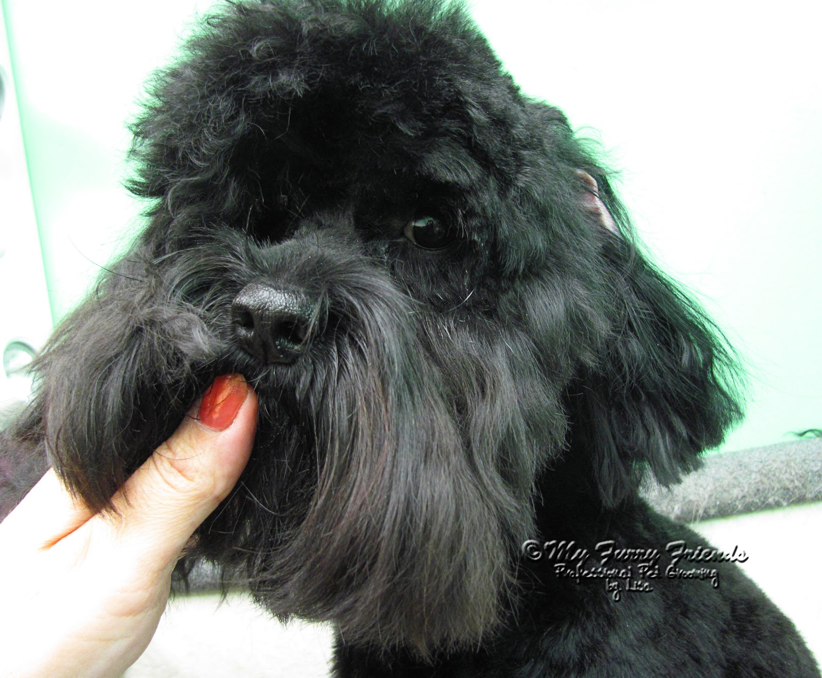 Pet Grooming The Good, The Bad, & The Furry What Would You Do? Matted