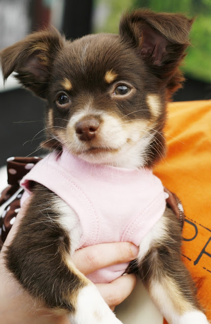 A cute Chihuahua puppy. Some people said there wasn't any planning when they got their Chihuahua, evidence that emotions play a role in getting a puppy