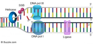 DNA adalah suatu asam nukleat  yang menyimpan segala informasi biologis yang unik dari set DNA (Pengertian, Struktur, Fungsi, Sifat, Replikasi)