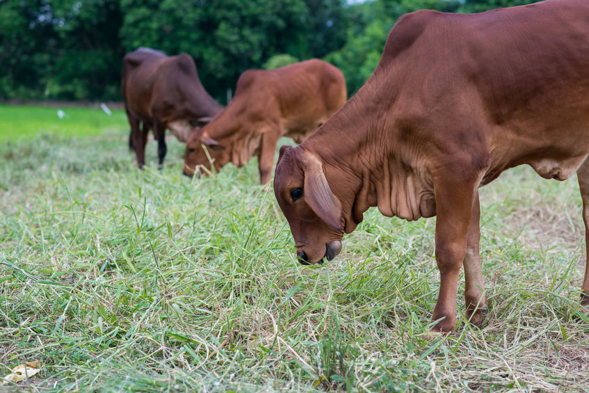 PRIMARY PRODUCTION LIVESTOCK ACCOUNTING Langley McKimmie Chartered