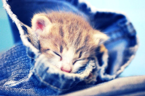5 Gambar  Comel Kucing  Tidur  Blog Arau