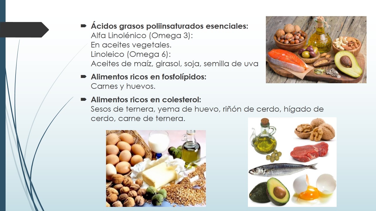 LIPIDOS