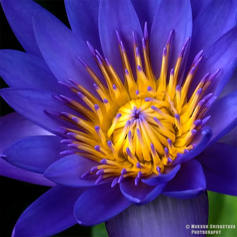 LOVELY FLOWERS Flowers Closeups(feel the beauty) high resolution images free download, Flowers