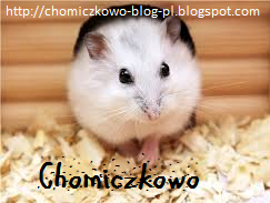 Zapraszam również na mojego bloga o chomikach! :3
