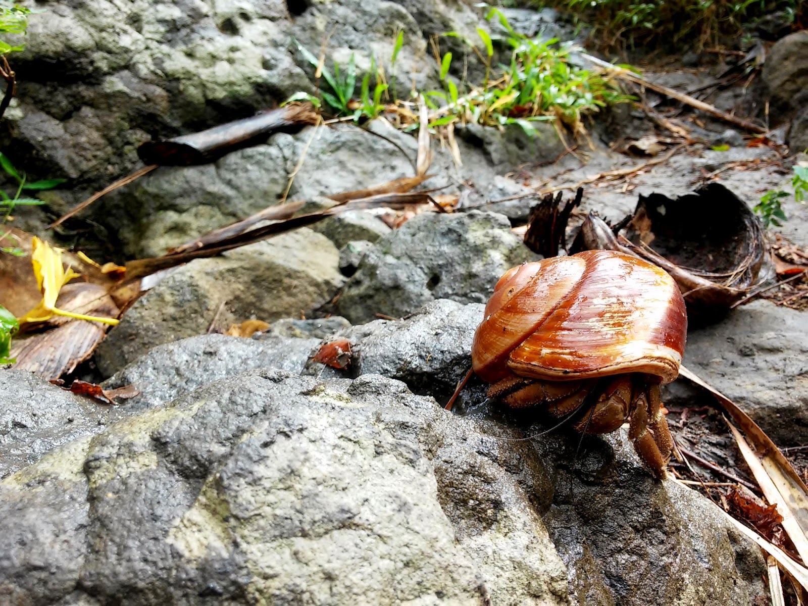 Hermit crab in Naambon Falls Trail