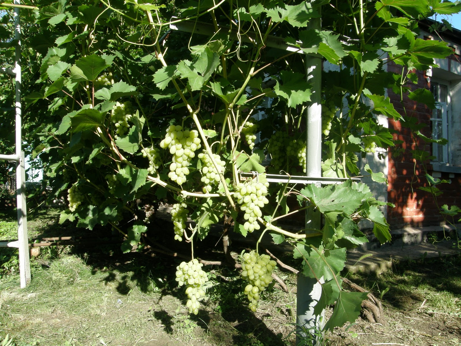 Виноград-видео саженцы: Августин (Плевен)