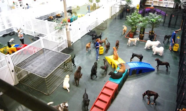 Dog Daycare Center