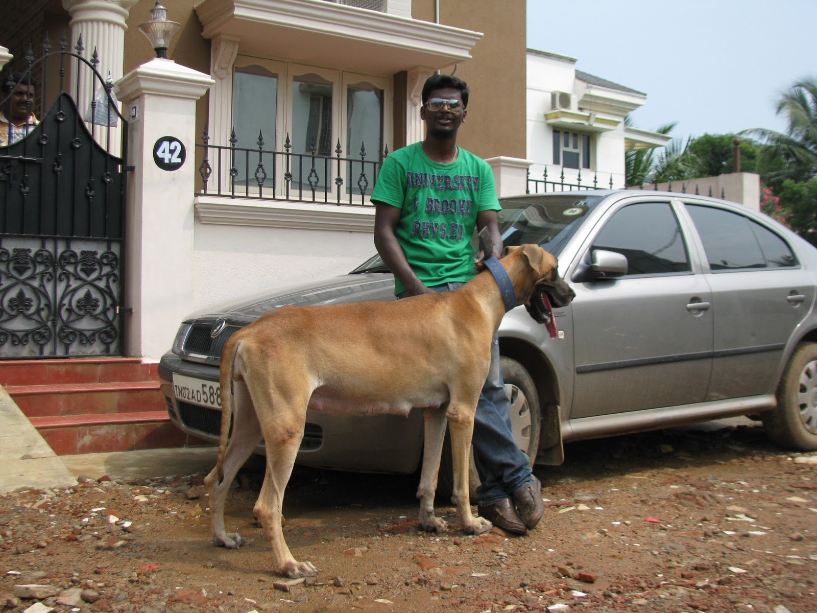 great dane puppies great dane puppies sale in chennai
