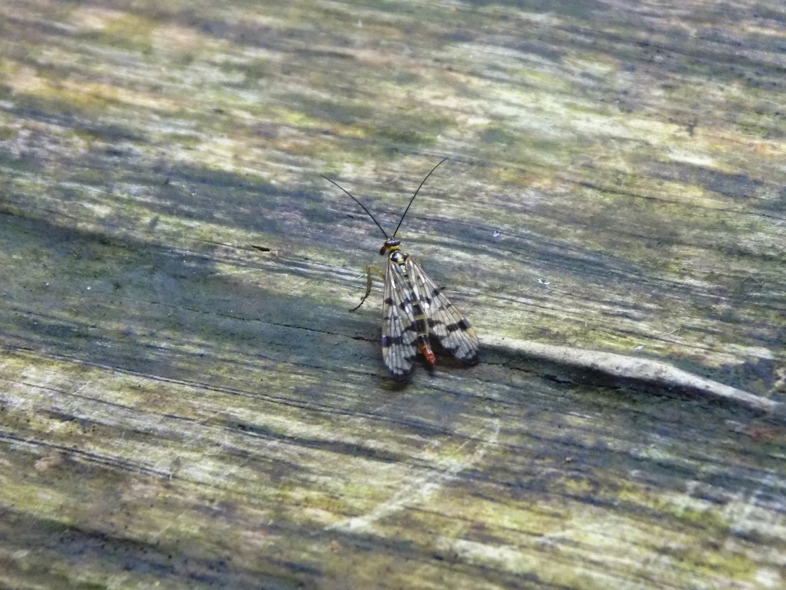 Ringwood Wildlife Diary: Interesting Insects