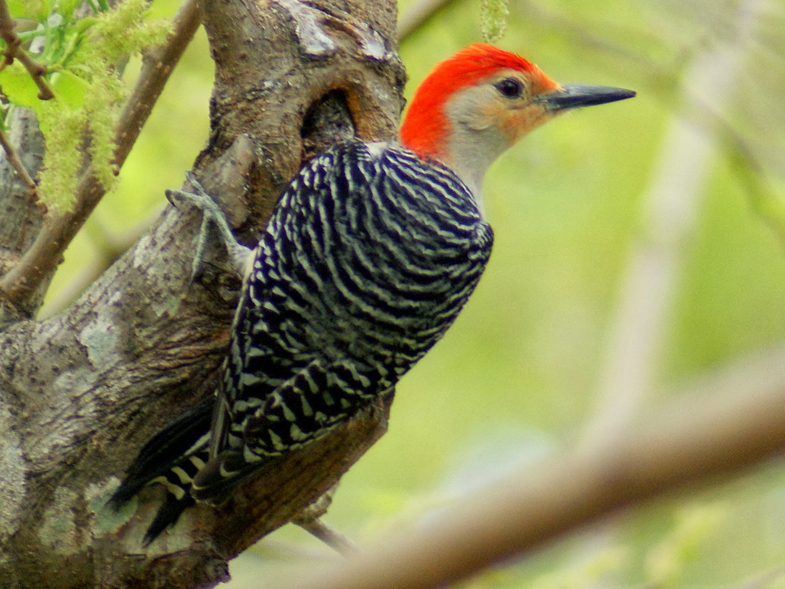 SE Texas Birding & Wildlife Watching: Houston Area Woodpeckers