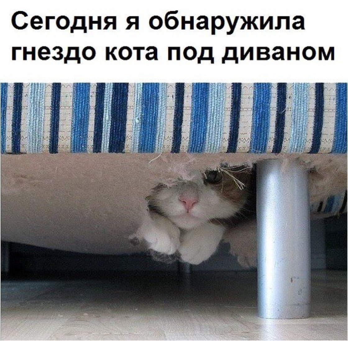 Котенок спрятался. Коты под диваном. Котик прячется. Кот вылез из под дивана. Кот вылез из под дивана.