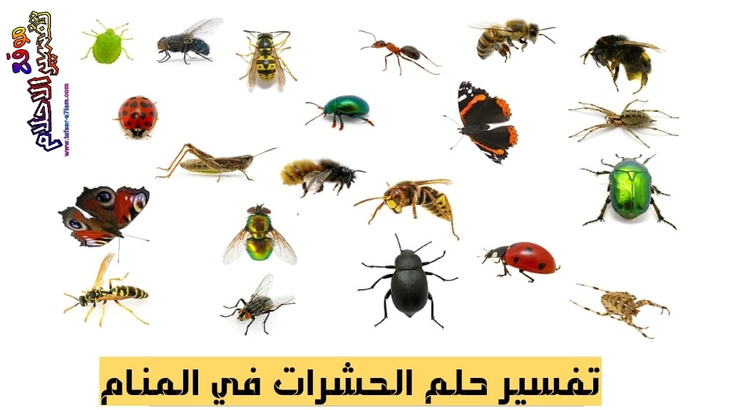 الحشرات في المنام الحشرات في المنام
