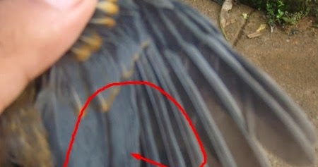 Cara Membedakan Anis Merah Jantan Dan Betina