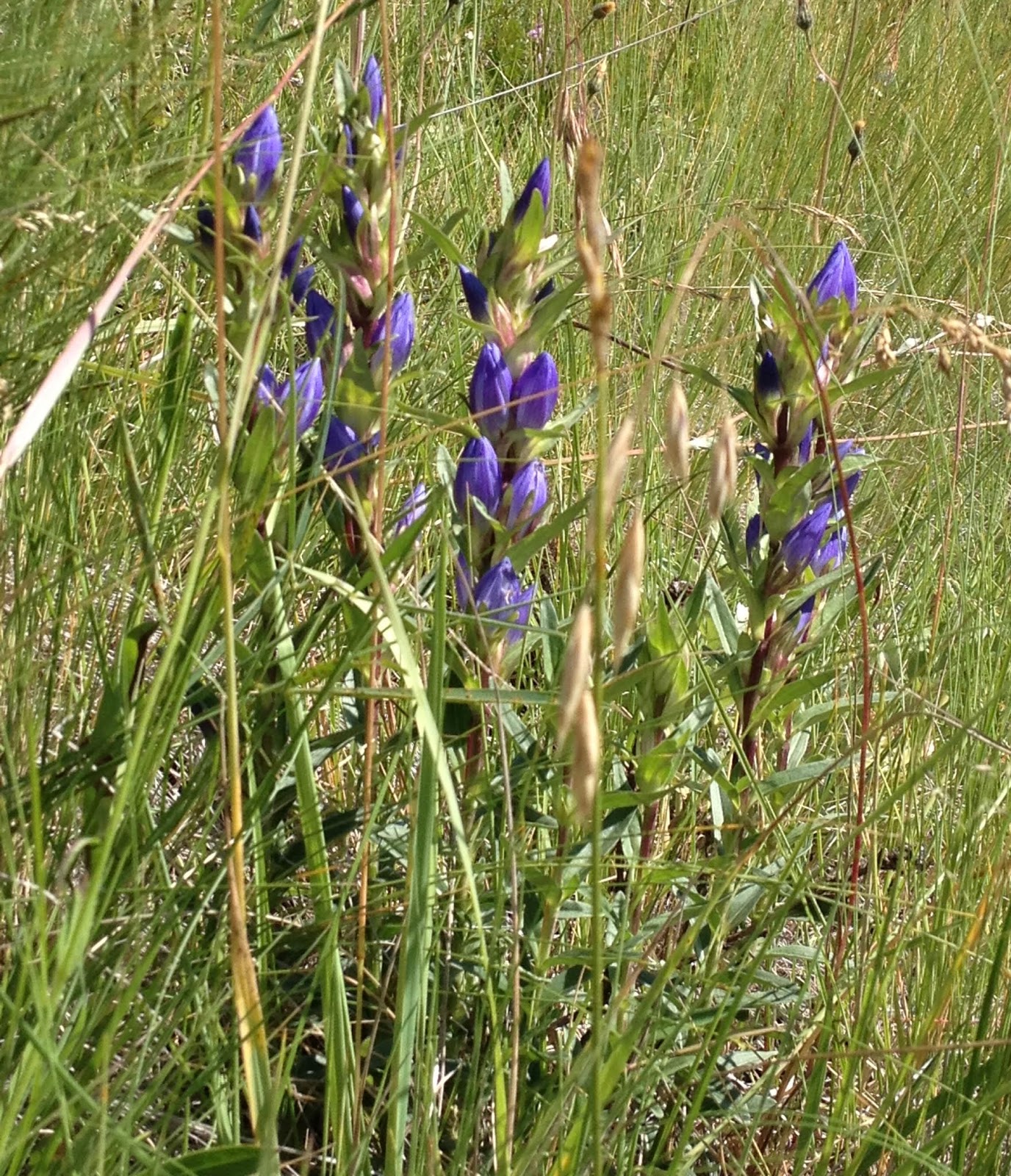 gentian works a bitter principle to promote digestion gentian is a god created wild plant met in the mountains god has provided us a healing dialog with gentian works a bitter principle to promote digestion gentian is a god created wild plant met in the mountains god has provided us a healing dialog with