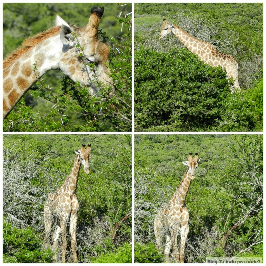 girafas na África do Sul