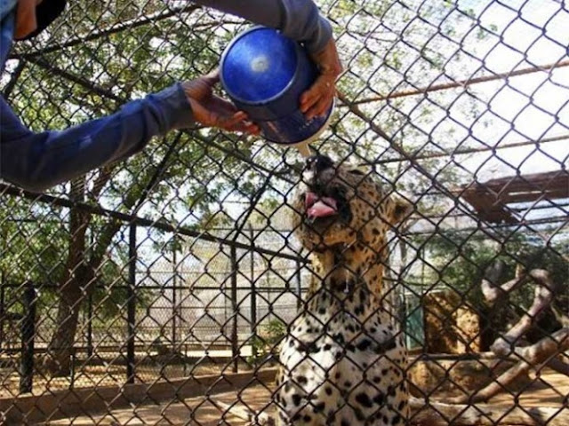 Sacrifican animales para alimentar a otros en zoológico venezolano
