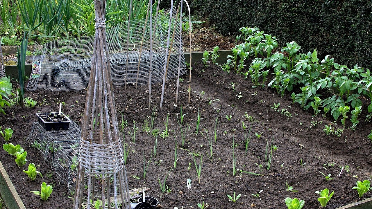 Summer Vegetables To Plant Vege Choices