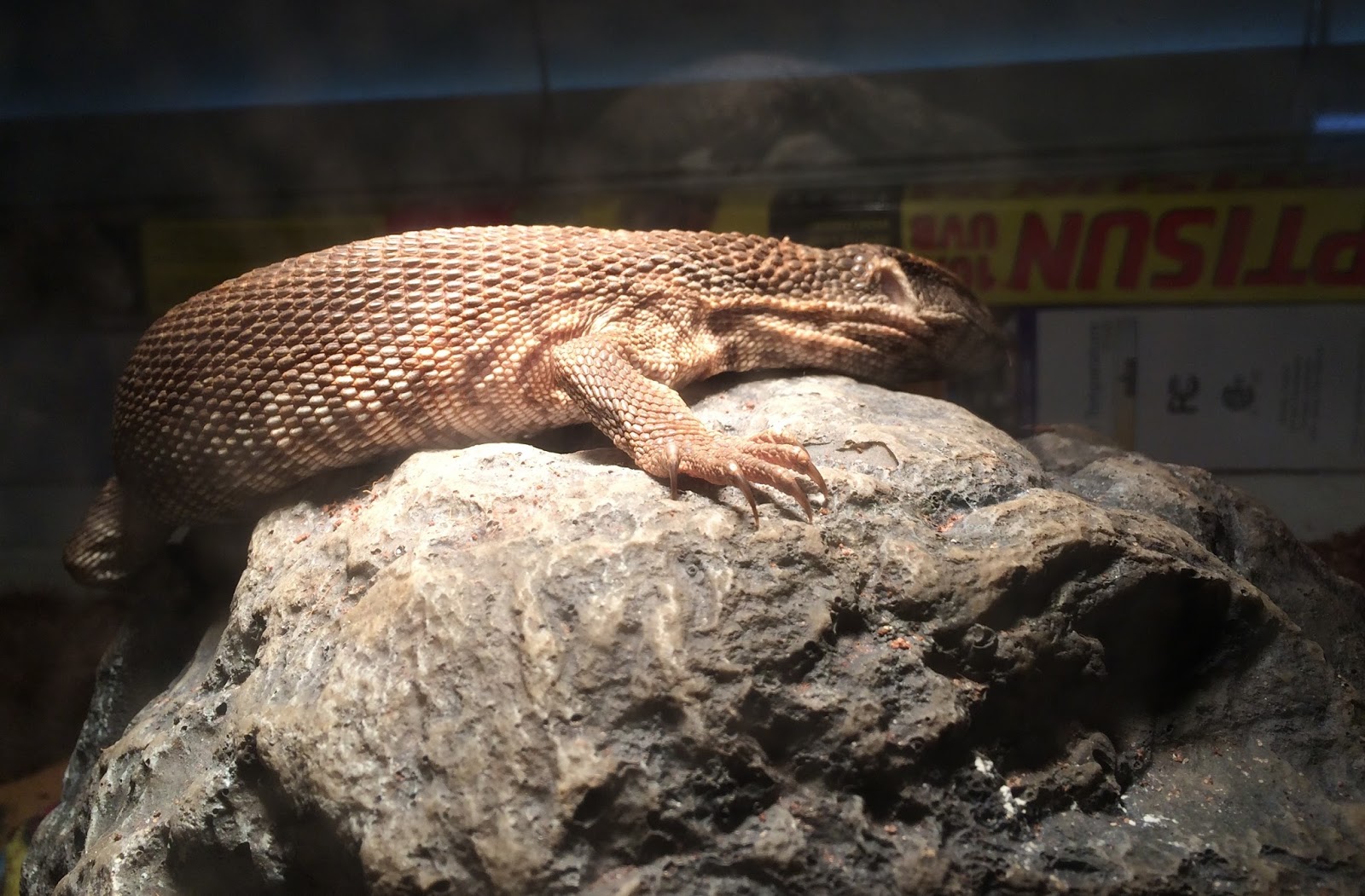 cool-names-for-bearded-dragon-blaze.jpg