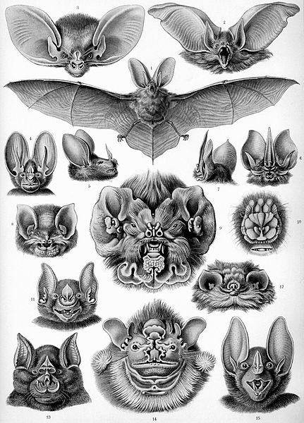 Mammals Animals: Haeckel Chiroptera